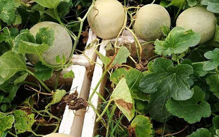 Vườn dưa lưới trên sân thượng 50m2 này có khoảng 40 quả. (Ảnh: VietnamNet)