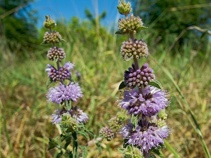 Cây Pennyroyal (thuộc chi bạc hà) là thuốc chống muỗi tự nhiên nổi tiếng. Bạn có thể trồng cây này quanh nhà để ngăn chặn muỗi xâm nhập vào.