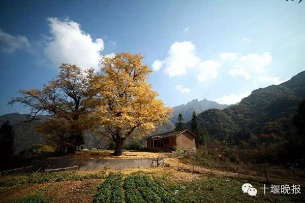 Ngôi nhà nhỏ trên sườn núi có vườn rau, chuồng gà.
