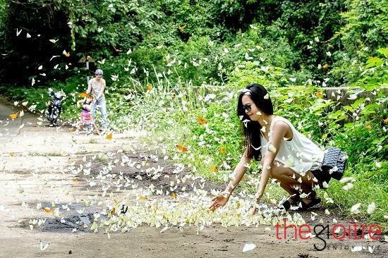 Bướm sẽ ra khỏi nơi trú ẩn, bay dọc con đường ven rừng đi kiếm ăn sau khi mưa xong và trời hửng nắng. Vì vậy, khách du lịch muốn quan sát những đàn bướm cuối hè nên chọn ngày nắng để tham quan rừng”.