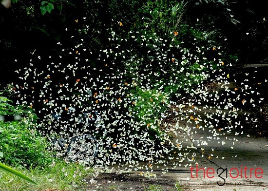 Chia sẻ kinh nghiệm phượt Cúc Phương của mình, anh Phạm Hải nói: “Để chiêm ngưỡng những đàn bướm bay rợp con đường dẫn vào vườn quốc gia Cúc Phương, du khách nên đi vào dịp cuối xuân đầu hạ. Tuy nhiên, bạn vẫn có thể bắt gặp các chú bướm quanh năm nhưng với số lượng ít hơn.