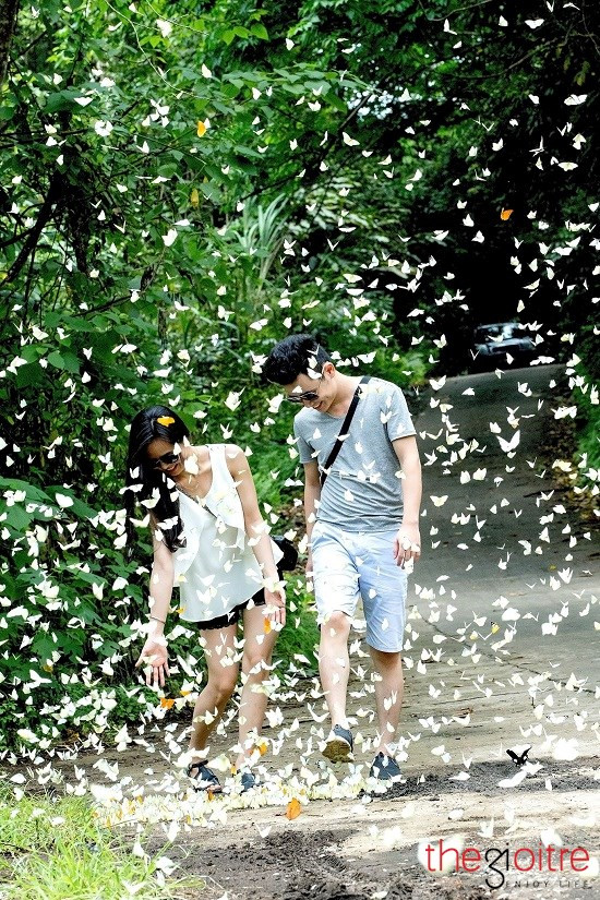Cảnh tượng bướm bay rợp trời khiến khách đường xa quên cả chặng đường và cái nóng như thiêu như đốt, chỉ thấy trong đáy mắt là cả một “thế giới bướm” đẹp đến nao lòng.