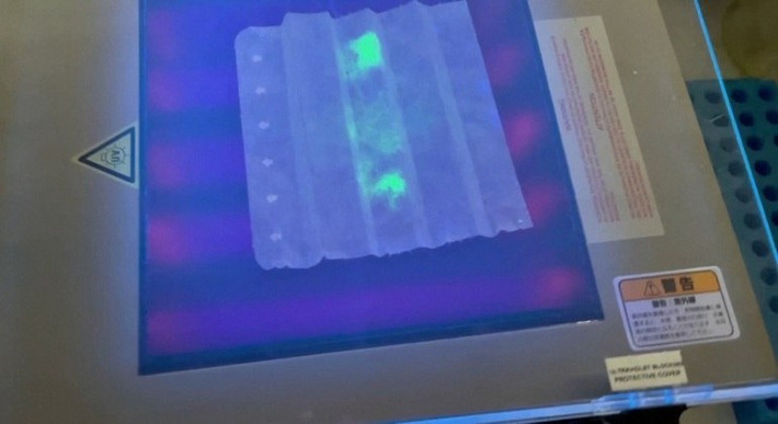Theo thông tin được công bố trên tạp chí ZME Science, các nhà nghiên cứu Đại học Kyoto của Nhật Bản đang phát triển một loại khẩu trang có khả năng phát sáng trong bóng tối khi phát hiện các phần tử COVID-19 tồn tại trong hơi thở hoặc nước bọt của một người.