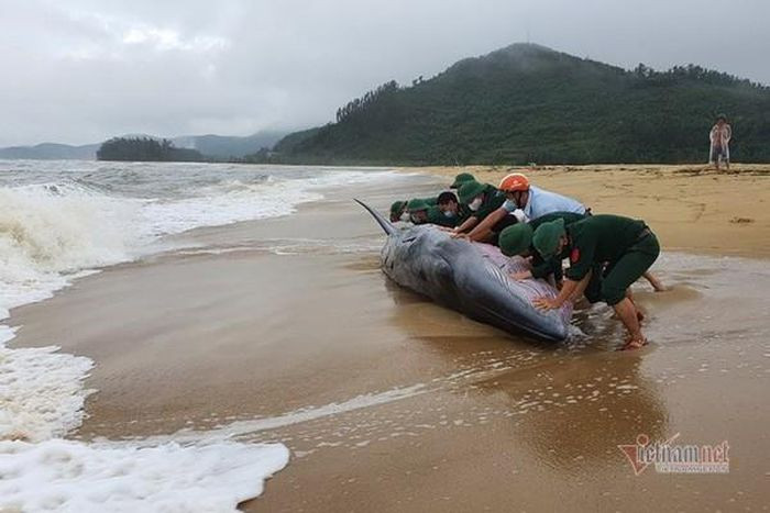 Trước đó, một số cá voi trôi dạt vào bờ được phát hiện ở bờ biển tại một số làng chài thuộc các tỉnh thành của Việt Nam. Tại nhiều làng chài, ngư dân có tín ngưỡng thờ cá Ông.
