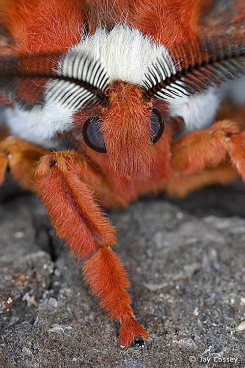 Còn được gọi là "Robin Moth", bướm ma Cecropia là một trong những loài bướm đêm lớn nhất ở Bắc Mỹ, thuộc nhóm Bướm lụa khổng lồ. Chiều dài sải cánh của chúng lên tới 16cm, thường bay vào ban đêm và chỉ xuất hiện trong thời gian ngắn ngủi nhưng một khi xuất hiện, loài bướm này khiến người ta không chỉ ngạc nhiên mà còn sợ hãi trước kích thước khổng lồ và màu sắc sặc sỡ của mình.