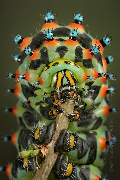 Bướm đêm Calleta Silkmoth (eupackardia calleta) là một loài bướm đêm thuộc họ Saturniidae, được tìm thấy tại Mexico, Guatemala và vùng cực nam của Mỹ, đây cũng là loài duy nhất trong chi Eupackardia. Ấu trùng của loài này có màu sắc sặc sỡ và gai nhọn trông rất đáng sợ.