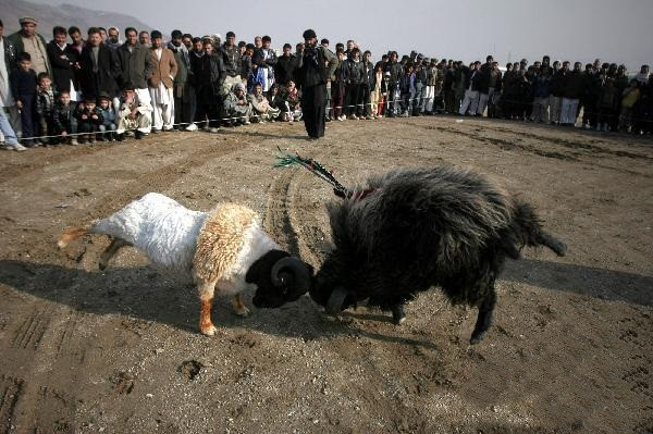 Ngoài Trung Quốc, vùng ngoại ô phía bắc của thủ đô Kabul, Afghanistan cũng là nơi diễn ra cảnh chọi cừu ghê rợn này.