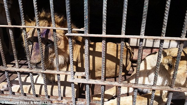 Theo Chantal Jonkergouw, đại diện của tổ chức cứu hộ "SOS Zoo and Bear Rescue", chỉ trong vòng 5 tháng vừa qua, đã có 11 con sư tử và 6 con báo chết vì đói khát, bệnh tật tại sở thú tử thần này.