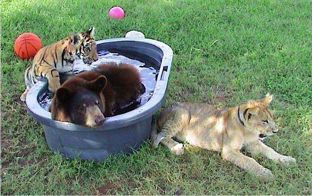 Khi được tìm thấy cả ba anh em gấu Baloo, sư tử Leo và hổ Shere Khan đều ở trong tình trạng vô cùng tồi tệ, cách cái chết không còn bao xa.