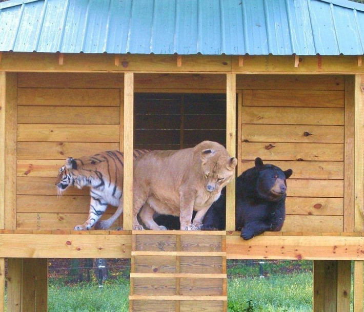 Khu bảo tồn Noah’s Ark ở bang Georgia, Mỹ là ngôi nhà thân thương, nơi nuôi dưỡng tình bạn kỳ lạ của bộ ba gấu Baloo, sư tử Leo và hổ Shere Khan.