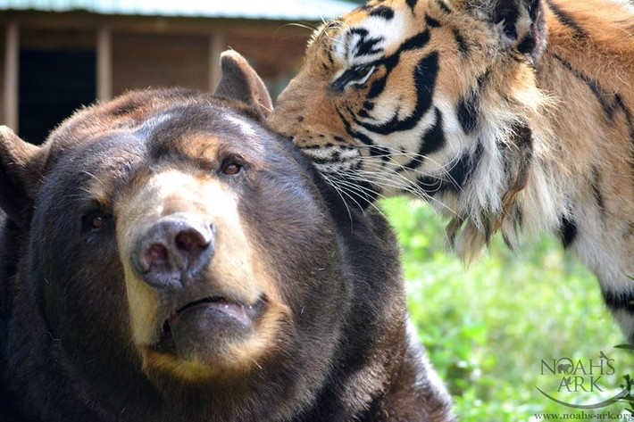 Hổ Shere Khan luôn tinh nghịch nhất trong ba anh em, chú ta vẫn thường trêu chọc anh gấu và lém lỉnh chòng ghẹo sư tử. Mặc cho thời gian trôi đi, Shere Khan vẫn nghịch ngợm như thế.