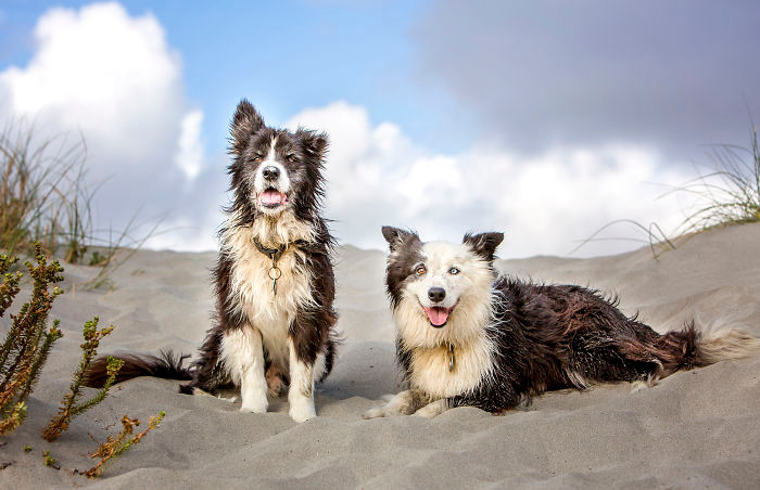 Sam là một chú chó giống Border Collie, thuộc sở hữu của Nikki và Simon, rất đáng yêu và thân thiện. Sam được chủ nhân của mình yêu thương và chăm sóc không thiếu một thứ gì, sống cuộc sống mà nhiều con chó ao ước.