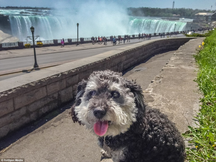 Willie thè lưỡi chụp ảnh ở thác Niagara.