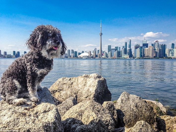 Willie ở Toronto.
