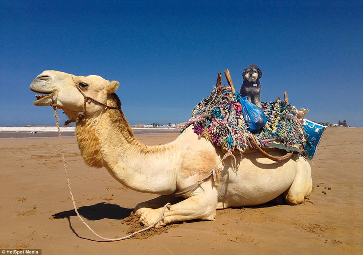 Willie khoe ảnh chụp với lạc đà ở Morocco.