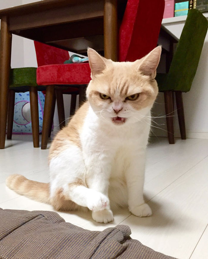 Koyuki thuộc giống mèo Scottishfold, đã được 9 tuổi, nếu tính theo tuổi mèo, cô nàng đã là một phụ nữ trung niên.