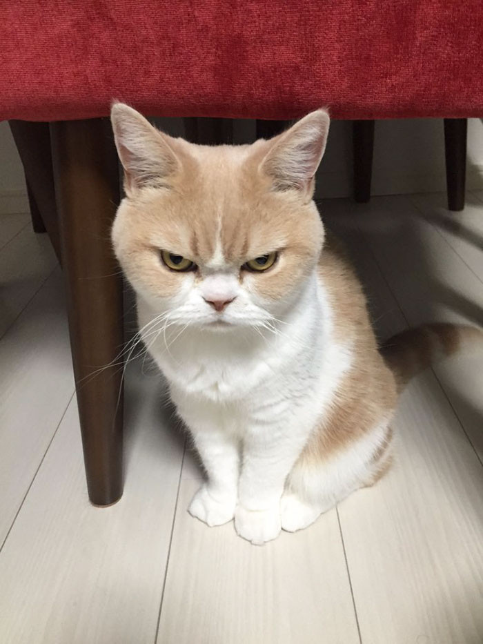 Koyuki, cô mèo cau có nhất Nhật Bản gần đây rất nổi tiếng, hình ảnh của cô mèo này được lan truyền rộng khắp các mạng xã hội và cực kỳ được yêu thích, số người nhấn nút theo dõi Koyuki trên trang mạng xã hội Instagram cũng tăng theo cấp số nhân.