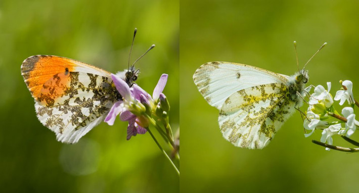 5. Bướm Orange tip, cái tên để vinh danh những con đực, những cá thể bướm có màu cam tuyệt đẹp và vô cùng nổi bật so với con cái, chỉ có sắc xanh trắng và những đốm lan nhạt nhòa.