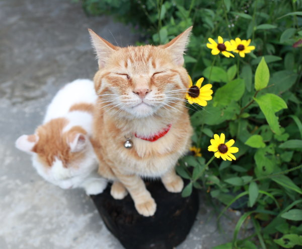 Cho dù bạn có tiến sát lại để vào khung ảnh, Tora vẫn không từ bỏ thói quen, tiếp tục nhắm mắt tạo dáng trước ống kính.