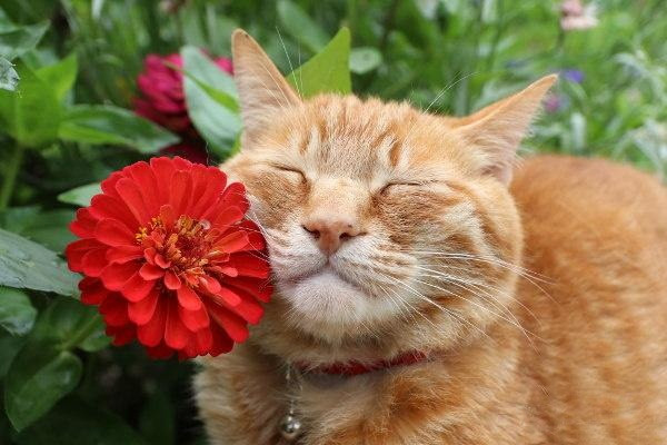 Mỗi khi gặp một bông hoa đẹp, chú ta sẽ đứng sát lại những bông hoa, cọ má vào, mắt nhắm lại để cảm nhận.