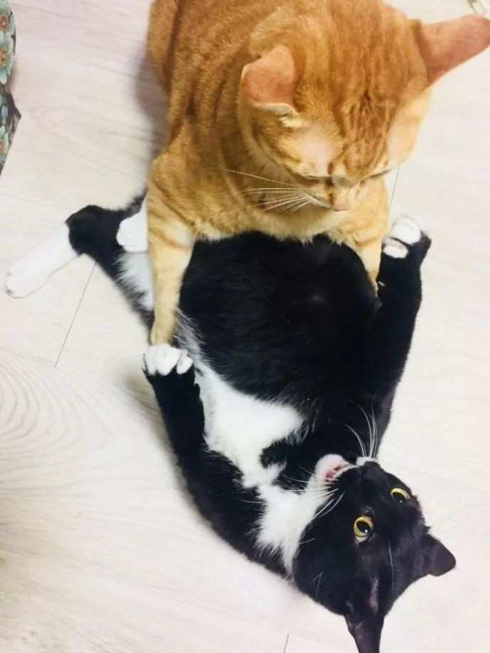 Dù đã cố gắng đề phòng và phản kháng, thế nhưng mèo đen vẫn khó lòng thoát khỏi những đợt tấn công bất ngờ của mèo vàng. (Nguồn TM)