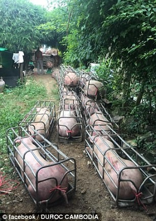 Theo thông tin đăng tải, những con lợn này được gọi là giống lợn Hulk, ăn theo hình ảnh của Hulk - Người khổng lồ xanh, một nhân vật cơ bắp nổi tiếng trong seri phim siêu anh hùng ở Mỹ. (Nguồn Sina)