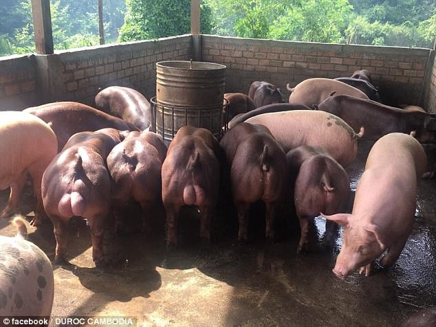 Theo tìm hiểu, công ty Duroc Cambodia, nơi sản xuất ra giống lợn cơ bắp này là một trang trại nằm ở tỉnh Banteay Meanchey tại Campuchia. (Nguồn Sina)