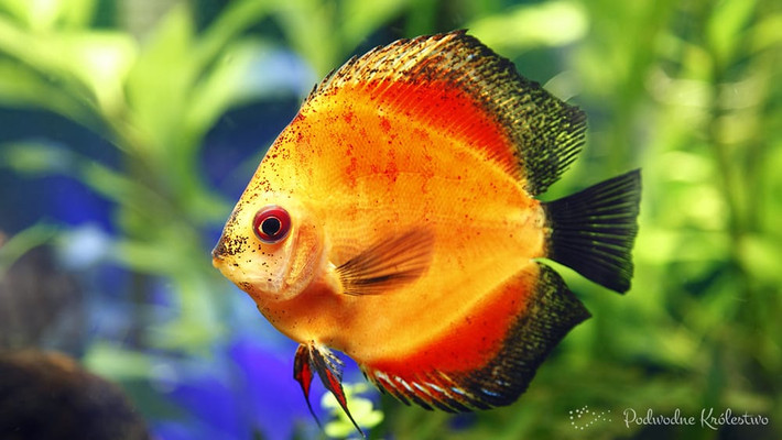 Cá Discus có thể bắt nạt các loài cá khác khi được nuôi trong bể. Chúng cũng có thể tiết ra một loại chất bẩn đặc biệt từ mang của chính mình để nuôi những con cá non trong những tuần đầu tiên của cuộc đời. (Nguồn Viralnova)