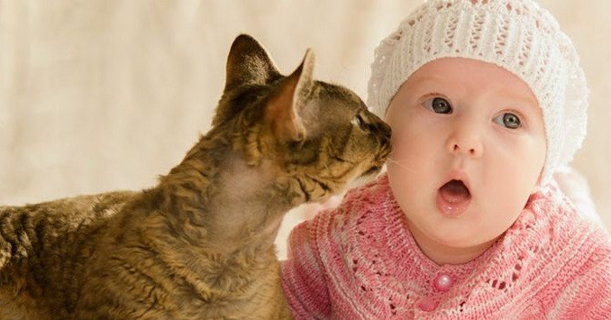 Khi mèo đói, chúng thực sự sẽ khóc hoặc kêu những tiếng kêu nghe như kêu cứu để chứng tỏ mình đã đói, đã khát lắm rồi. Âm thanh lúc đó của chúng là bản sao về cả âm thanh và tần số của tiếng em bé khóc. (Nguồn Viralnova)