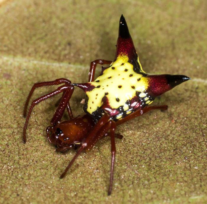 Micrathena Sagittata có thể cắn người nhưng điều đó chỉ xảy ra khi con người có tác động tiêu cực đến chúng. Ví dụ như cố gắng gỡ chúng ra khỏi mạng nhện và đặt trên tay. (Nguồn Bored Panda)