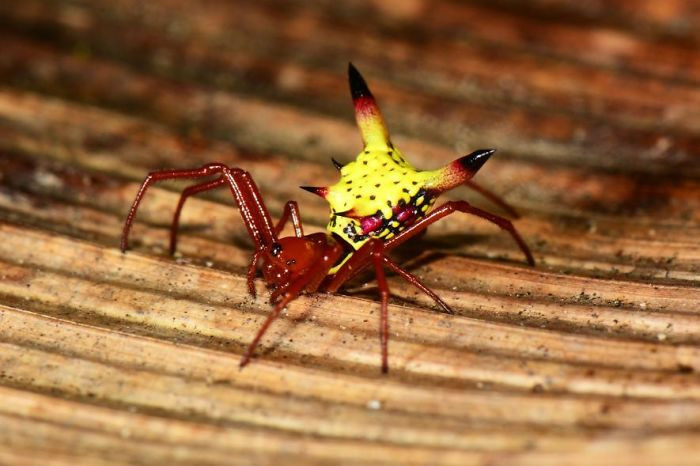 Micrathena Sagittata, còn được gọi là Micrathena là một loài nhện có ngoại hình vô cùng độc đáo. Thoạt nhìn, nhiều người ngỡ ngàng vì phần thân sau của nó giống hệt như phần đầu của nhân vật hoạt hình cực nổi tiếng Pokemon Pikachu. (Nguồn Bored Panda)