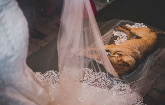 Tuy nhiên, đúng vào giây phút cô dâu chú rể đứng trên lễ đài, chuẩn bị đọc lời thề nguyện trăm năm, vị khách bốn chân không mời mà đến lại tiếp tục lẻn vào. Lần này, nó đi thẳng vào giữa hành lang và nằm hẳn lên khăn voan đội đầu của cô dâu để ngủ.