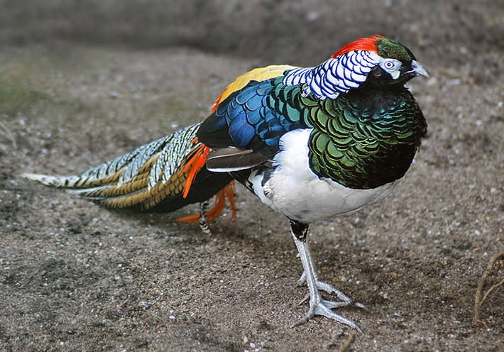 Theo tìm hiểu, loài chim trĩ 7 sắc này có tên tiếng Anh là Lady Amherst's pheasant, tên khoa học là Chrysolophus amherstiae, thuộc họ chim trĩ Phasianidae, sinh sống chủ yếu trên mặt đất. (Ảnh: Pinterest)