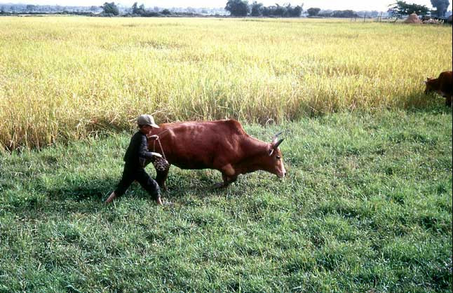 Công việc đồng áng hàng ngày của một cậu bé Việt Nam. Ảnh chụp tại dọc quốc lộ QL-19, gần đèo An Khê.