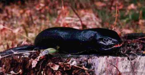 Trong truyền thuyết Nhật Bản, sinh vật bí ẩn Tsuchinoko được miêu tả là loài vật có thân hình giống như rắn. Chúng được tìm thấy ở nhiều nơi trên lãnh thổ Nhật Bản, ngoại trừ Hokkaido và các đảo Okinawa.