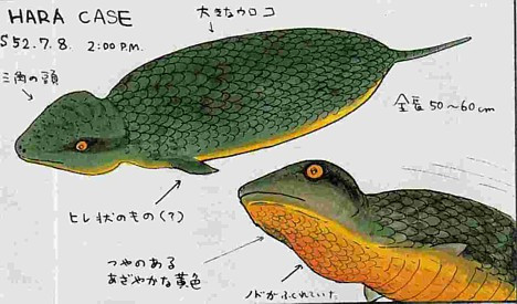 Sinh vật Tsuchinoko bí ẩn được cho là có cơ thể to tròn, chiều dài cơ thể khoảng 30 - 80 cm và có cái đuôi ngắn. Sinh vật bí ẩn này còn có cái cổ có màu sắc khác thường như màu xám, nâu hay đen.