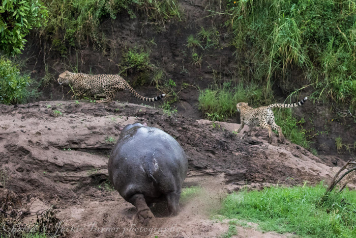 Sợ hãi trước cơn thịnh nộ của hà mã, những con báo đốm cong đuôi bỏ chạy. (Theo Africa Geographic)