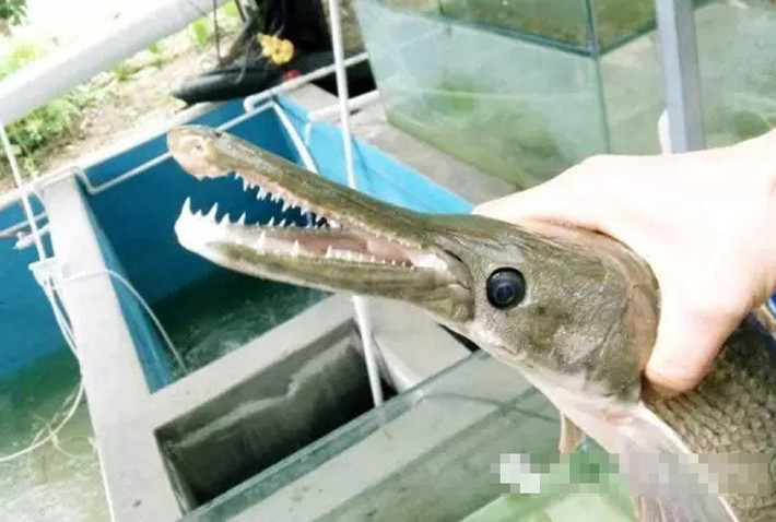 Con cá lạ này có thân mình hoàn toàn bình thường, giống như những con cá khác những phần miệng kéo dài, có hàm giống hệt cá sấu với những chiếc răng sắc nhọn, dài khoảng 75cm và có vẻ như chỉ là một con cá mới lớn.