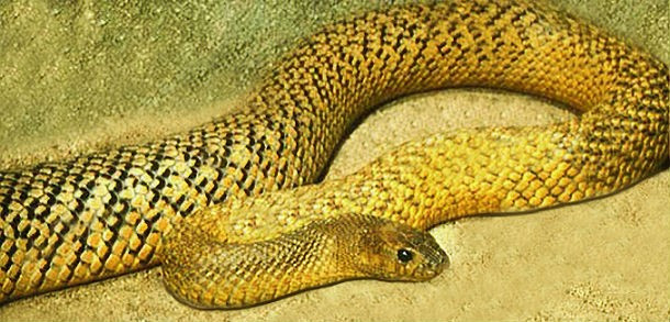 2. Rắn Inland Taipan. Đây là loài rắn độc bản địa Australia, được xem là một trong những loài rắn độc nhất trên thế giới. Nọc độc của nó sẽ khiến nạn nhân tê liệt ngay lập tức và chết một cách vô cùng nhanh chóng. Rất may, Inland Taipan mặc dù là rắn độc nhưng nó rất nhát và hay lẩn lút, luôn luôn tìm cách chạy trốn nếu có sự cố. (Theo L25)