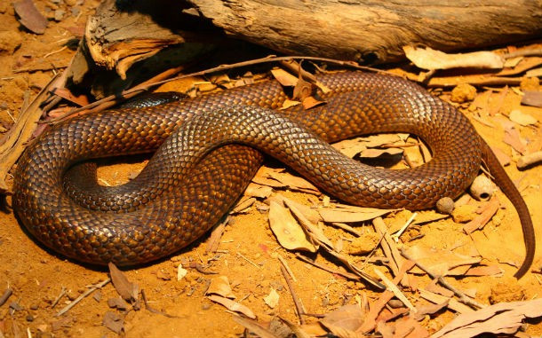 5. Rắn Eastern Brown. Loài rắn này được coi là loài rắn đất độc thứ hai trên thế giới dựa trên giá trị LD50 (LD50 là thước đo liều lượng gây chết người của một chất độc). Eastern Brown xuất hiện ở Australia, Papua New Guinea và Indonesia, gieo rắc nỗi kinh hoàng cho người dân. (Theo L25)