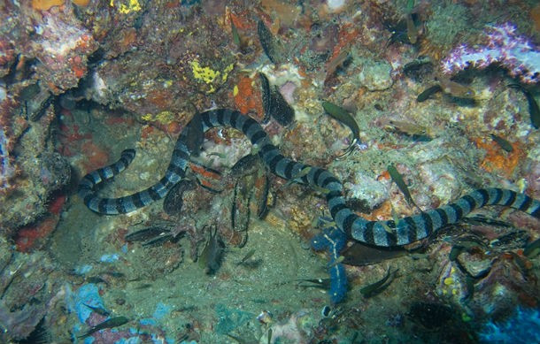 1. Rắn Belcher’s Sea Snake. Đây là con rắn độc đứng đầu danh sách những loài rắn độc nhất thế giới. Theo nhiều chuyên gia, nọc độc của rắn biển Belcher độc hơn khoảng 100 lần những con rắn độc khác trên thế giới. Nếu một giọt nọc độc của rắn King Cobra đủ mạnh để giết chết hơn 150 người, thì chỉ vài miligram nọc độc của rắn biển Belcher cũng có thể giết chết hơn một ngàn người. (Theo L25)