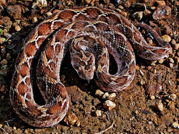 11. Rắn Saw-Scaled Viper. Loài rắn này cực kỳ nguy hiểm bởi không chỉ độc mà còn dễ bị kích thích, rất hung hăng. Tỷ lệ tử vong khi bị rắn Saw-Scaled Viper cắn cao, nạn nhân thường chết vì không được cứu chữa kịp thời do chất độc lan quá nhanh. (Theo L25)