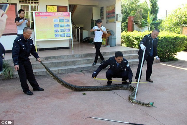 Cách đây không lâu, các công nhân xây dựng đường ở tỉnh Vân Nam, phía tây nam của Trung Quốc cũng đã phát hiện và bắt được một con trăn thành tinh được cho là đã 100 tuổi, nặng 37kg, dài 3,76m. (Nguồn: Sina)