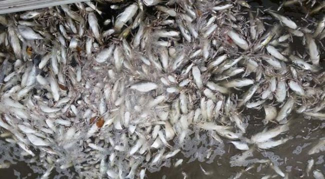 Trong khi đó, các chính trị gia có vẻ thờ ơ, không mấy quan tâm đến vấn đề môi trường đang rất cấp thiết này. (Theo Viral Nova)
