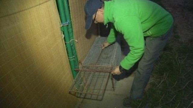 Người dân cũng đã đặt bẫy khắp nơi nhưng con vật này rất thông minh, nó không hề bị mắc bẫy. Một cư dân tên Lin đã nói với các phóng viên rằng: "Tôi có 23 con vịt và 12 con gà, tất cả đều đã chết vì bị hút máu. Hàng xóm của tôi cũng đã mất 29 con gà với lý do tương tự".