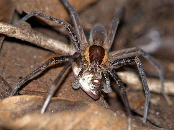 Ông Annastacia Palaszczuk, đại diện của bang Queensland đã giới thiệu, công nhận loài nhện Dolomedes Briangreenei là một loài mới khẳng định rằng, đây là loài nhện quý hiếm, có một không hai trên thế giới và chỉ có thể tìm thấy ở bang Queensland.