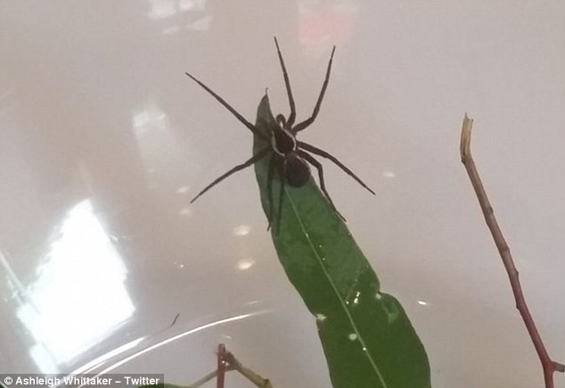 Cận cảnh một con nhện Dolomedes briangreenei đực đang sống trong tình trạng nuôi nhốt.