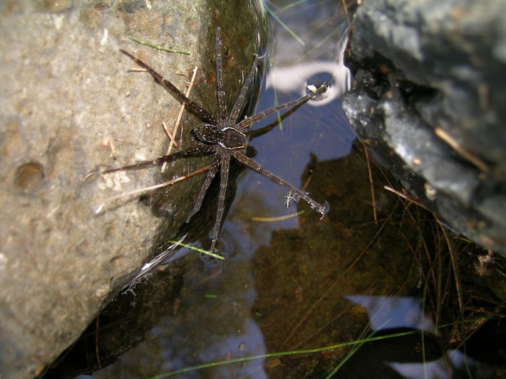 Theo mô tả nhện Dolomedes briangreenei có chân tương đối dài. Con đực có sọc trắng dày dọc hai bên đầu còn con cái có sọc hẹp màu nâu vàng, kích thước tương đương nhau, không có chênh lệch đáng kể.