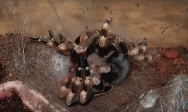 Đặc biệt, nhện Tarantula không đứng lột xác như những loài nhện khác mà chúng lộn ngược, nằm ngửa để lột xác.