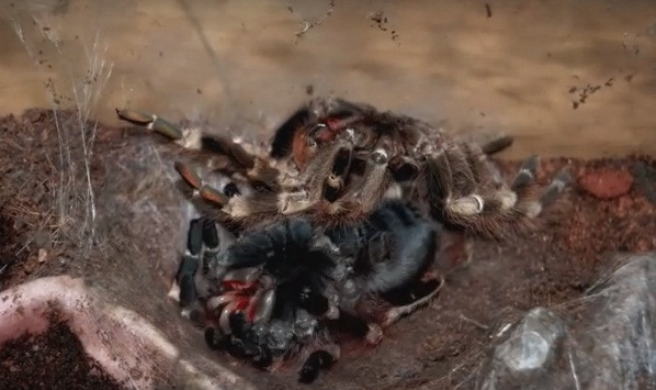 Sau khi hoàn thành quá trình lột xác, nhện Tarantula khổng lồ còn khá yếu tuy nhiên với kích thước và độc tố mang trong người, rất ít loài động vật có gan trêu ghẹo nó.